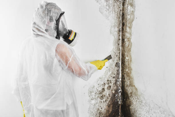 Best Crawl Space Mold Removal  in Shields, MI