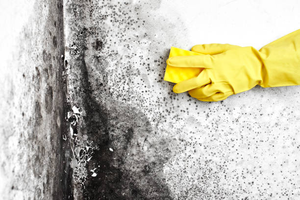 Best Affordable Mold Removal  in Shields, MI