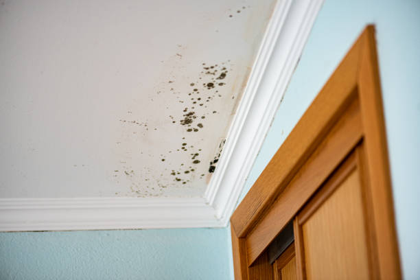 Best Emergency Mold Removal  in Shields, MI