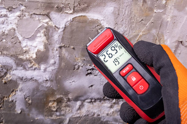 Best Mold Damage Repair  in Shields, MI