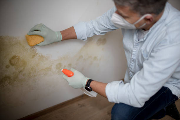 Best Mold Remediation  in Shields, MI