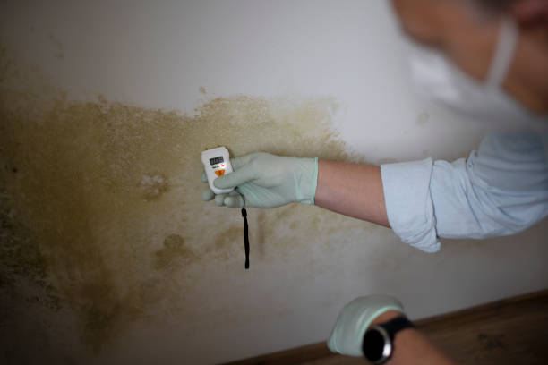 Best Water Damage Restoration  in Shields, MI