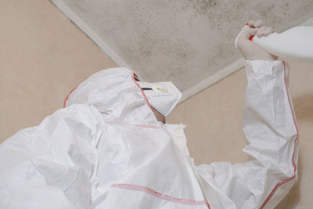 Professional Mold Removal in Shields, MI