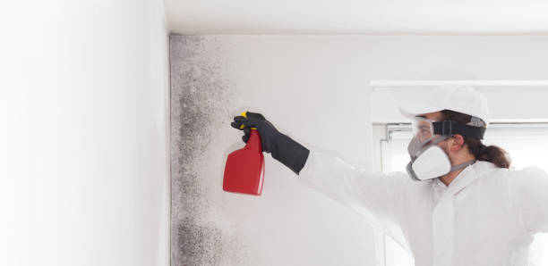 Best Crawl Space Mold Removal  in Shields, MI