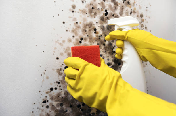 Best Mold Removal Near Me  in Shields, MI