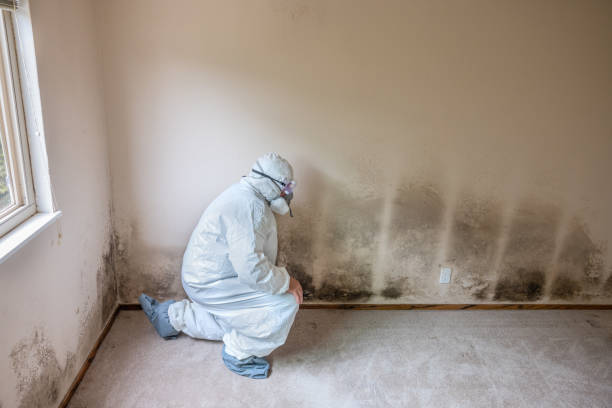 Best Professional Mold Removal  in Shields, MI