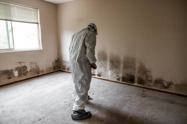 Reliable Shields, MI Mold Removal Solutions