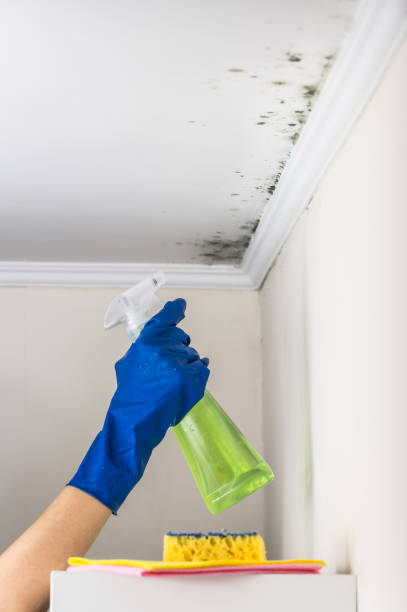 Best Mold Removal Company Near Me  in Shields, MI