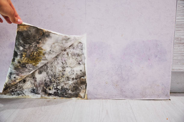 Best Local Mold Removal Service  in Shields, MI